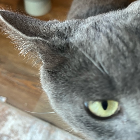 Meet your Posher, Mija - Picture 1 of 1